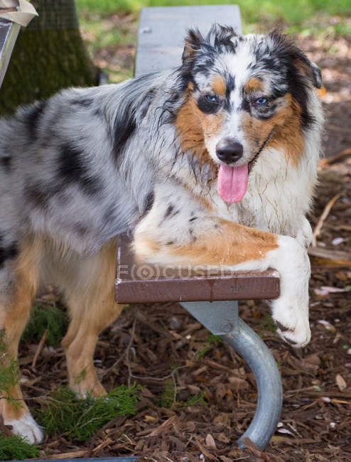 Retrato de un perro pastor australiano mojado apoyado en un banco - foto de stock