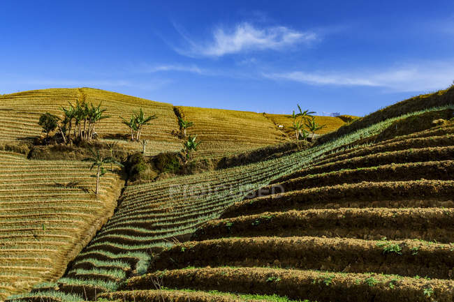 Malerischer Blick auf terrassenförmig angelegtes Zwiebelfeld, Majalengka, Westjava, Indonesien — Stockfoto