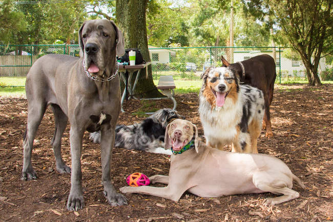 Gruppo di cani diversi in piedi nel parco — Foto stock