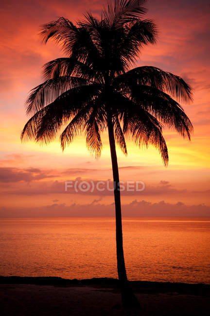 Silhueta de palmeira na praia ao pôr-do-sol, Maria la Gorda, Pinar del Rio, Cuba — Fotografia de Stock