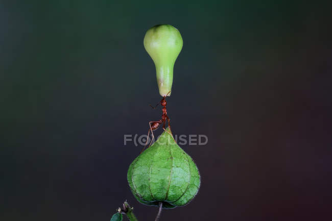 Ant on a flower carrying a bud against blurred background — Stock Photo