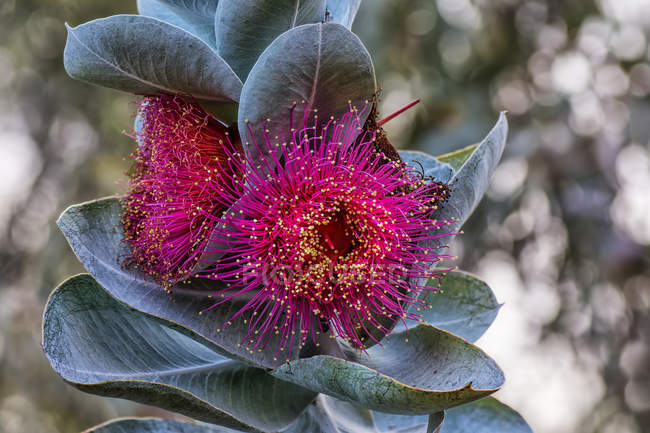 Вид на цветок Mellecah, Перт, Западная Австралия, Австралия — стоковое фото