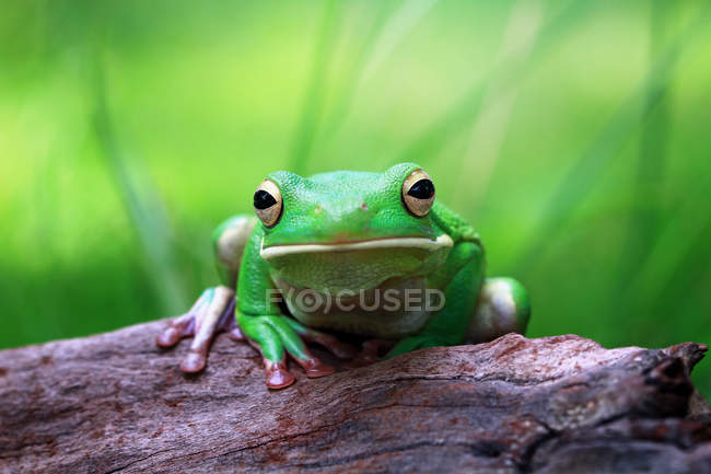 Retrato de una rana de árbol volcada sentada sobre un árbol, fondo borroso - foto de stock