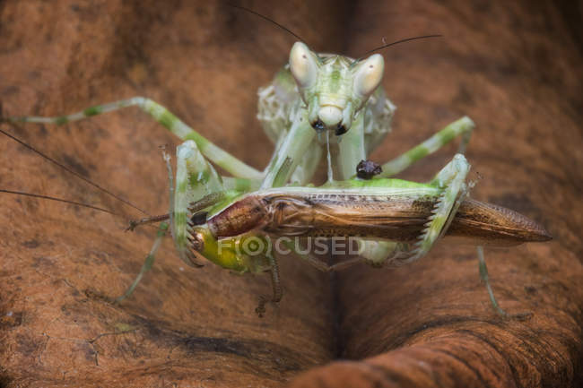 Closeup view of Mantis with its prey, blurred — Stock Photo