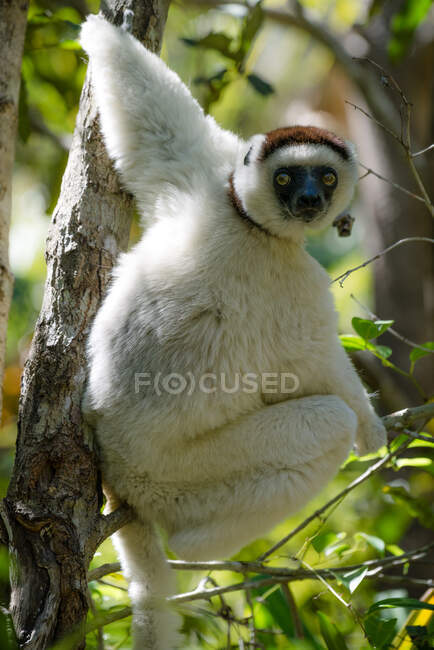 Sifaka blanco en un árbol, Parque Nacional de Isalo, Madagascar - foto de stock