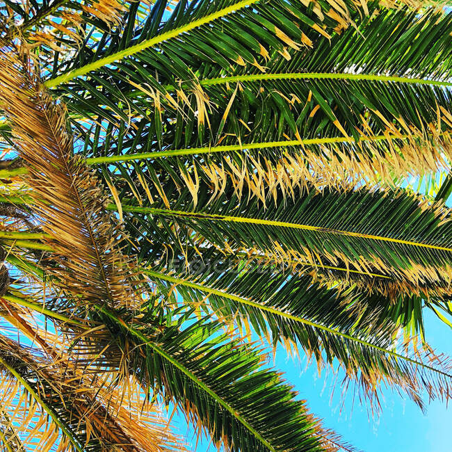 Vista en ángulo bajo de una palmera, Portugal - foto de stock