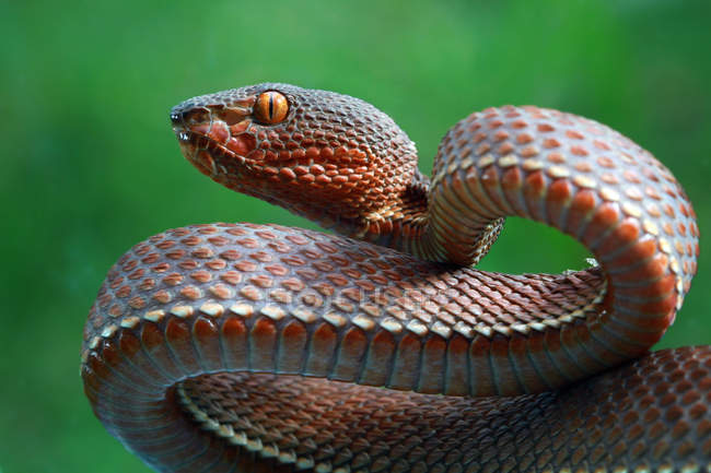 Closeup view of Mangrove pit viper snake, selective focus — Stock Photo