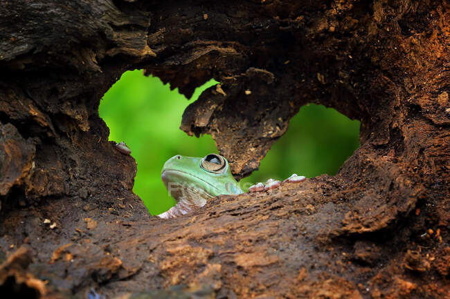 Gros plan de l'adorable petite grenouille tropicale dans l'habitat naturel — Photo de stock