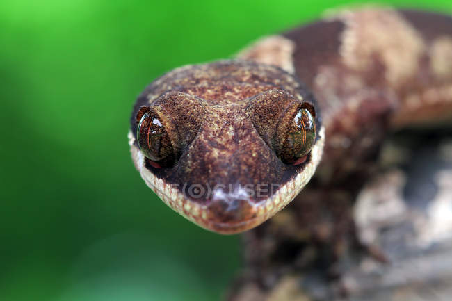 Closeup portrait of a cute gecko, selective focus — Stock Photo