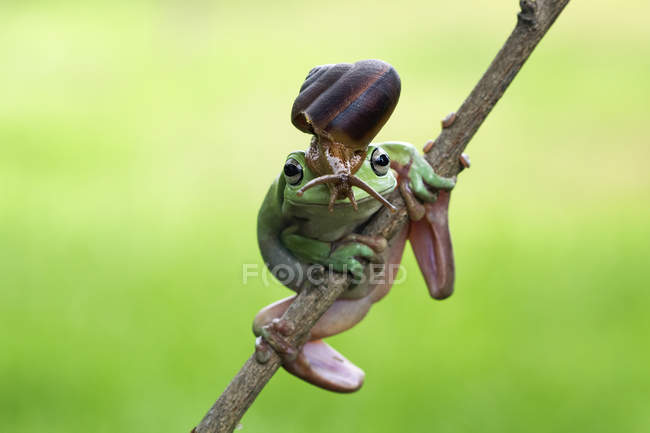 Caracol sobre una rana de árbol volcada, fondo borroso - foto de stock