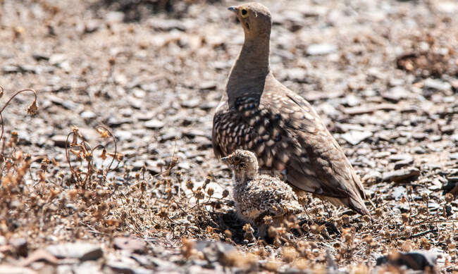 Namaqua Sand Grouse and her chick, South Africa — Stock Photo