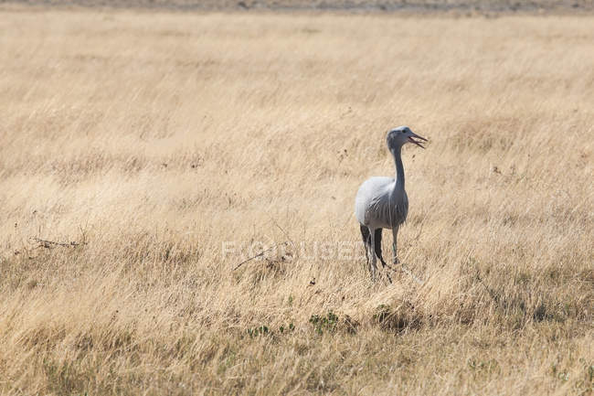 Scenic view of Blue Crane, Etosha National Park, Namibia — Stock Photo