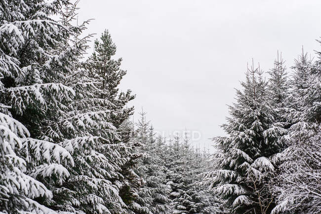 Paisaje invernal con árboles cubiertos de nieve - foto de stock