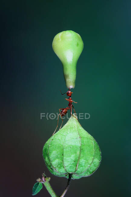 Hormiga en una flor que lleva un brote, Indonesia - foto de stock