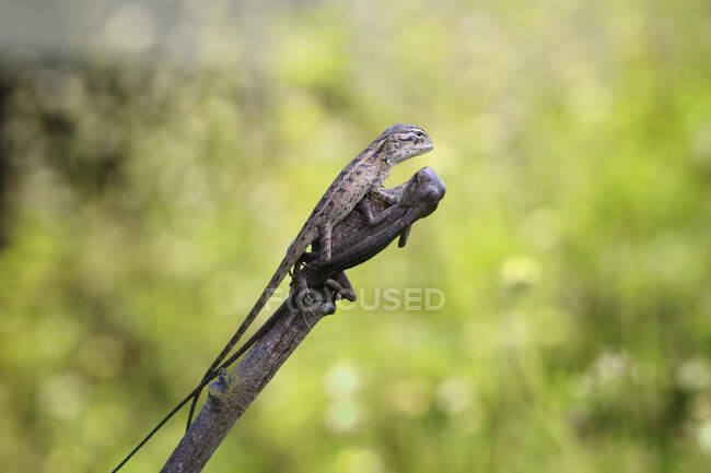 Tiro close-up de lagarto no galho da árvore — Fotografia de Stock