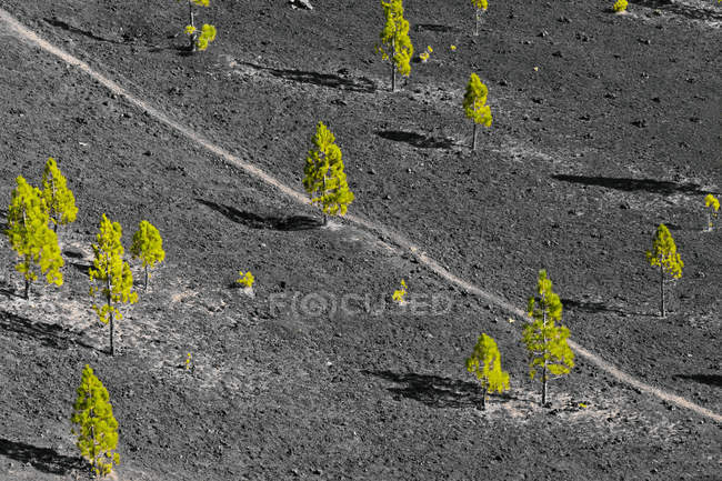 Тропа через сосновый лес, Самара, Санта-Крус-де-Тенерифе, Канарские острова, Испания — стоковое фото