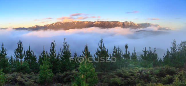 Vista panoramica di maestoso paesaggio di alberi e nebbia — Foto stock
