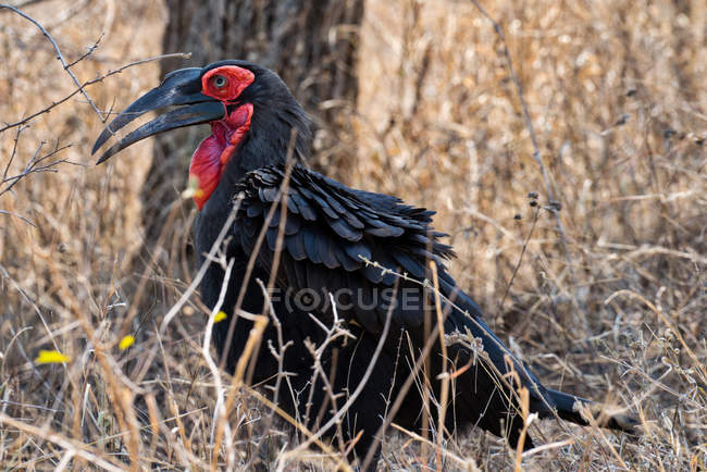 Male southern ground hornbill standing in long grass — Stock Photo