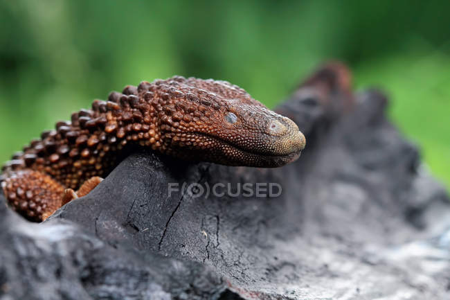 Earless Monitor  lizard, closeup view, selective focus — Stock Photo