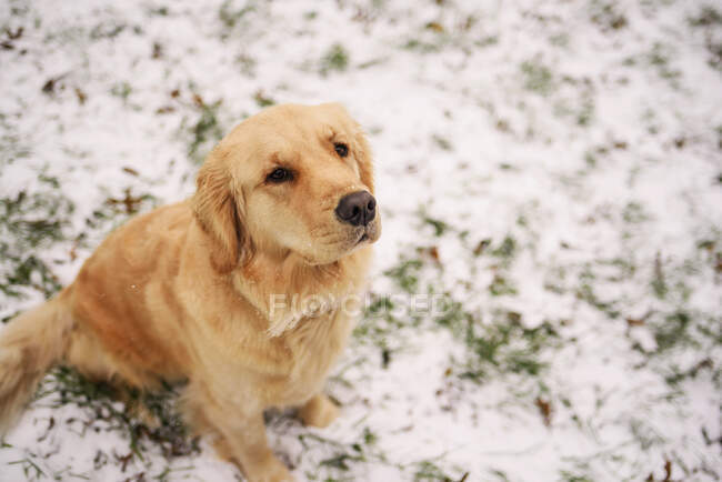 Close-up shot of beautiful golden retriever dog in snow — Stock Photo