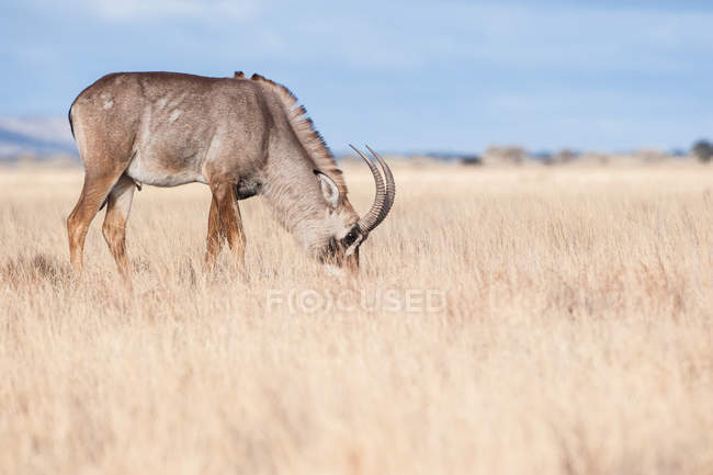 Vue panoramique sur le pâturage d'antilopes Roan, Afrique du Sud — Photo de stock