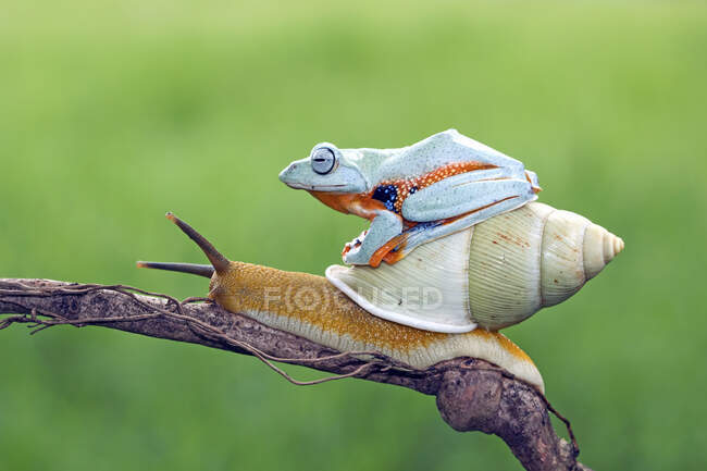 Close-up shot of adorable little tropical frog and snail in natural habitat — Stock Photo