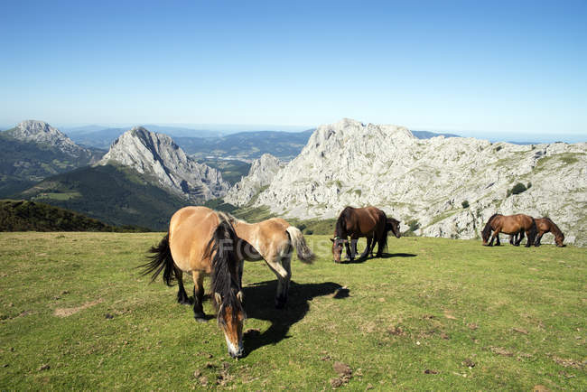 Cavalos selvagens pastando no prado de montanhas rochosas — Fotografia de Stock