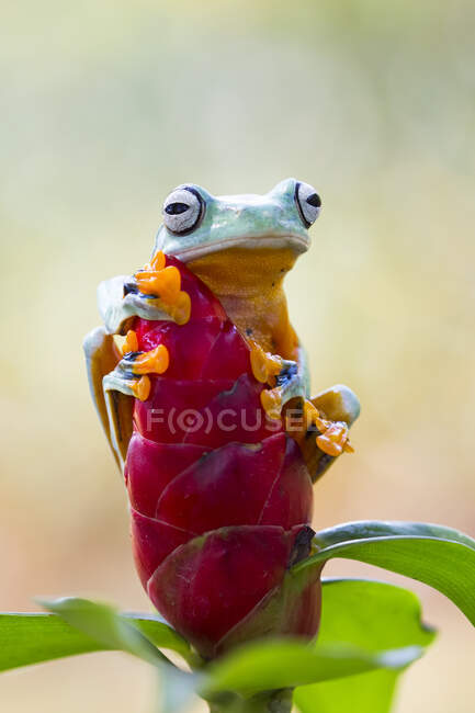 Closeup shot of a cute frog on a flower — Stock Photo