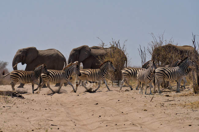 Vista panorámica de Elefantes y zebras, Reserva de Juegos Makgadikgadi Pans, Botswana. - foto de stock