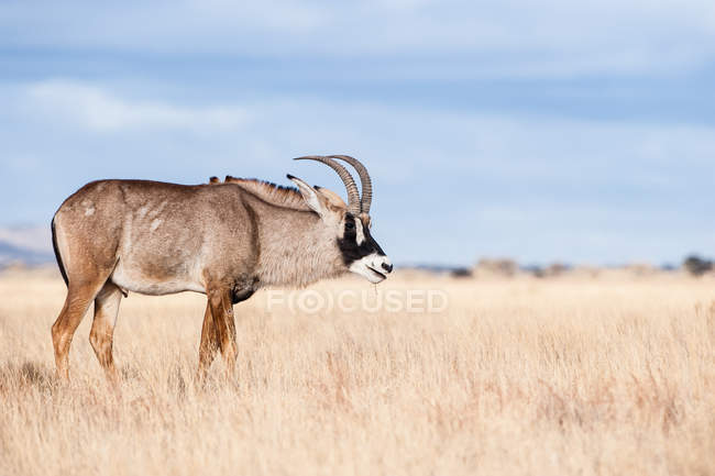 Ritratto di un'antilope romana, Sudafrica — Foto stock