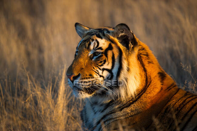 Retrato de un tigre macho, Sudáfrica - foto de stock