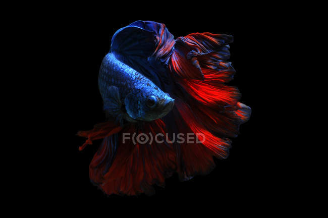 Vue rapprochée de majestueux poissons betta sur fond noir — Photo de stock