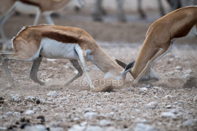 Dos springboks luchando, Namibia - foto de stock