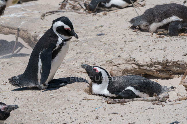 Крупный план пингвина Gentoo на песчаном пляже — стоковое фото