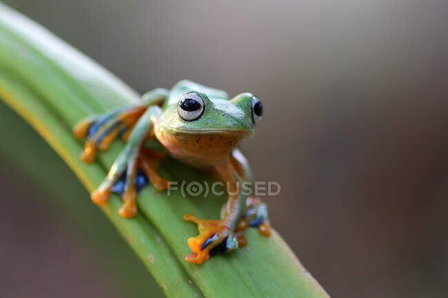 Літаюча жаба Воллеса на листі (Індонезія). — стокове фото