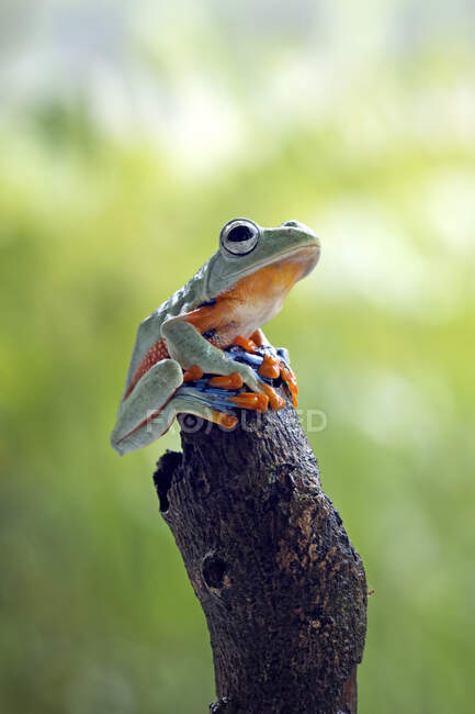 Gros plan d'une jolie grenouille sur une branche — Photo de stock