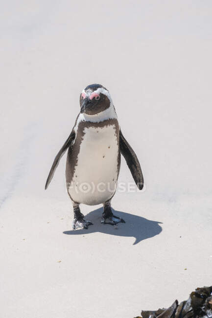 Gentoo pinguino a piedi sulla spiaggia — Foto stock