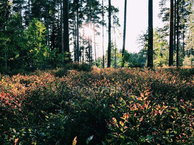 Paisaje forestal de otoño, Porvoo, Uusimaa, Finlandia - foto de stock