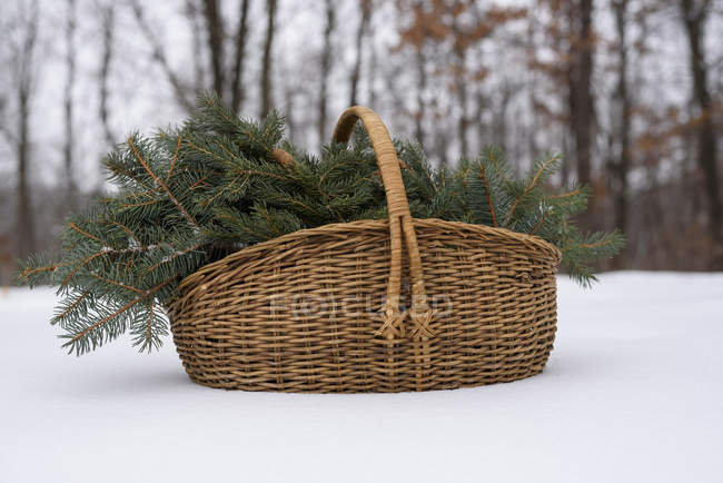 Panier rempli de branches de pin dans la neige de la forêt — Photo de stock