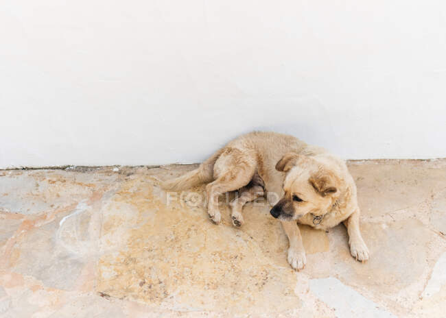 Крупным планом очаровательная собака на белом фоне стены — стоковое фото
