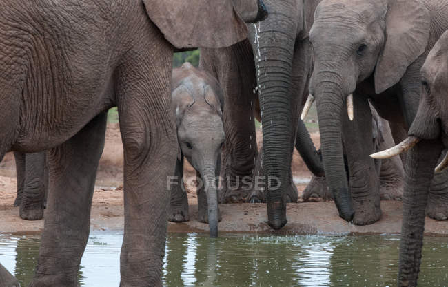 Troupeau d'éléphants et un veau d'éléphant buvant dans un trou d'eau, Addo, Cap oriental, Afrique du Sud — Photo de stock
