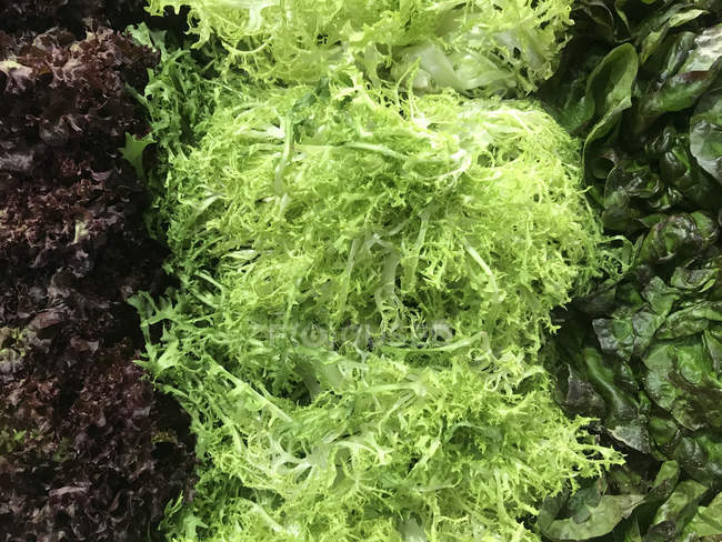Vue rapprochée de la salade de laitue fraîche — Photo de stock