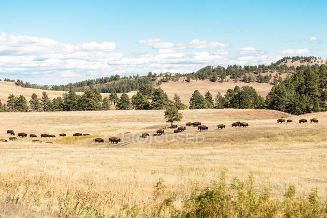 Живописный вид на стадо буйволов в траве, Южная Дакота, Америка, США — стоковое фото