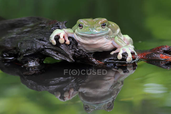 Dumpy tree frog sitting on a rock by a lake, blurred background — Stock Photo