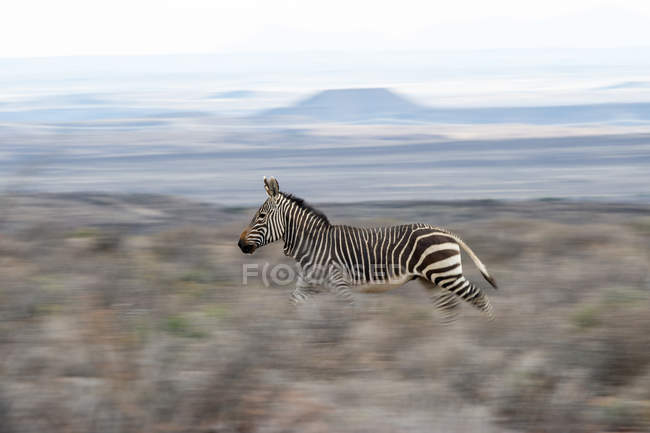 Зебра, проходящая по территории ЮАР — стоковое фото