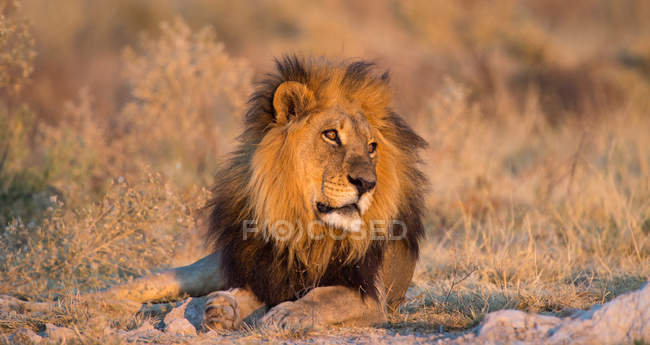 Portrait of a lion lying in wild nature, Botswana — Stock Photo