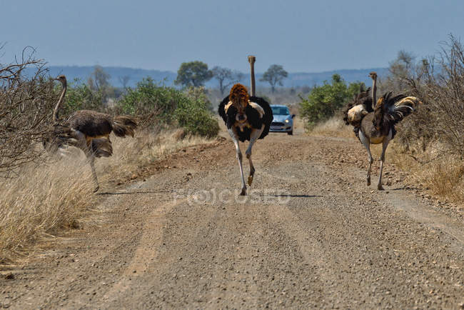 Avestruces corriendo por la carretera, Parque Nacional Kruger, Mpumalanga, Sudáfrica - foto de stock