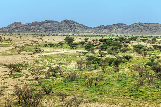Scenic View Of Desert Landscape In The Springtime Saudi Arabia Tranquil Scene Blue Sky Stock Photo 238096740