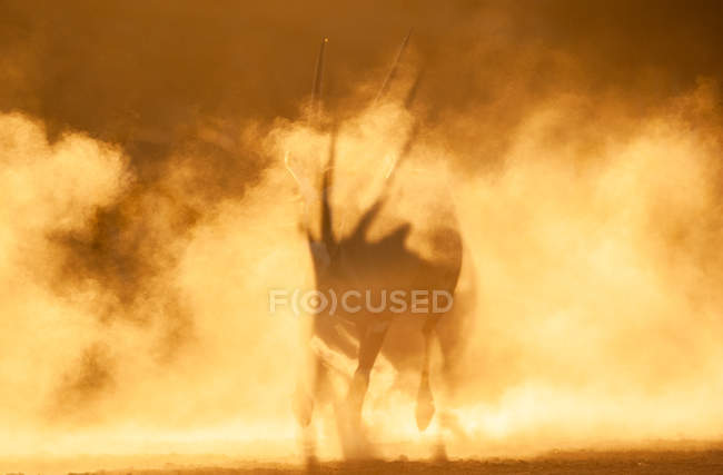 Silueta de un oryx en el polvo al atardecer, Sudáfrica - foto de stock