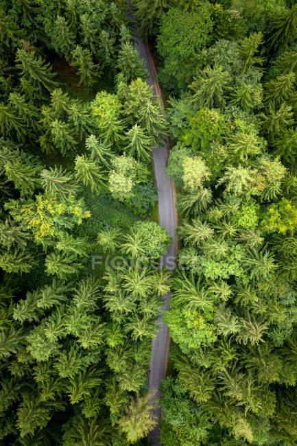 Вид с воздуха на дорогу через лес, Австрия — стоковое фото